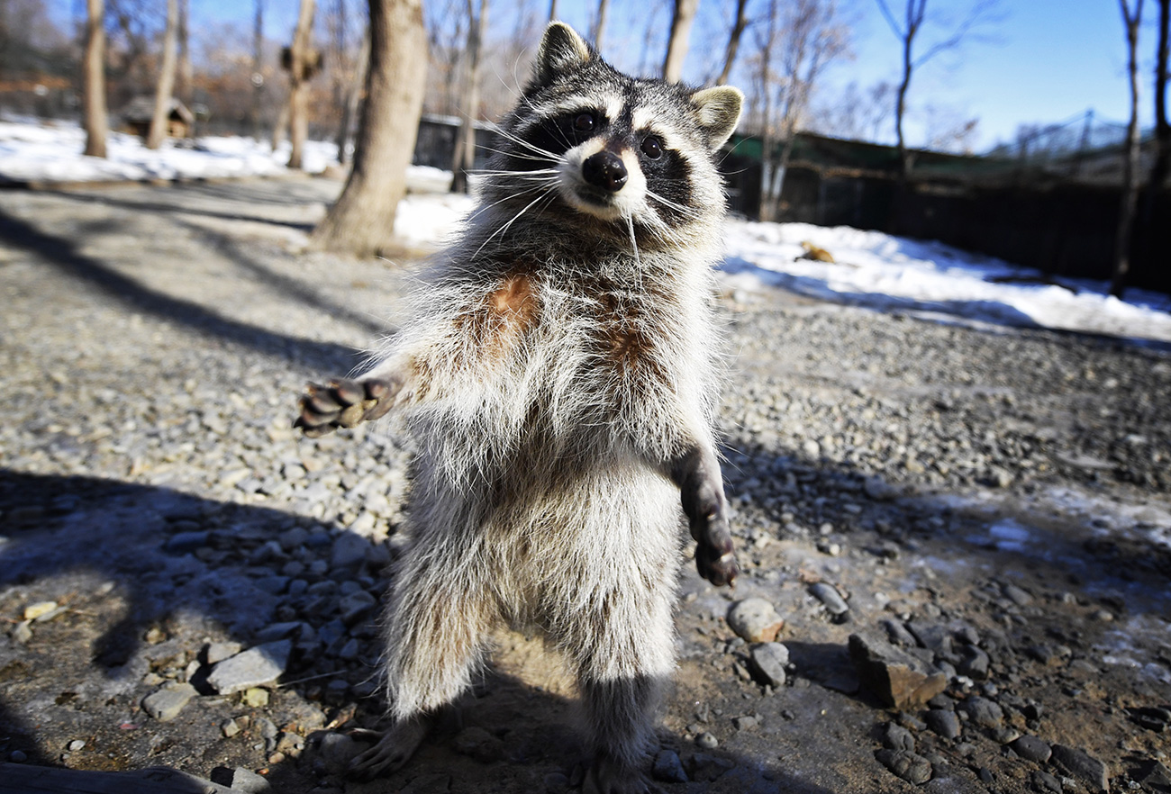 A raccoon at the Primorye Safari Park in the village of Shkotovo