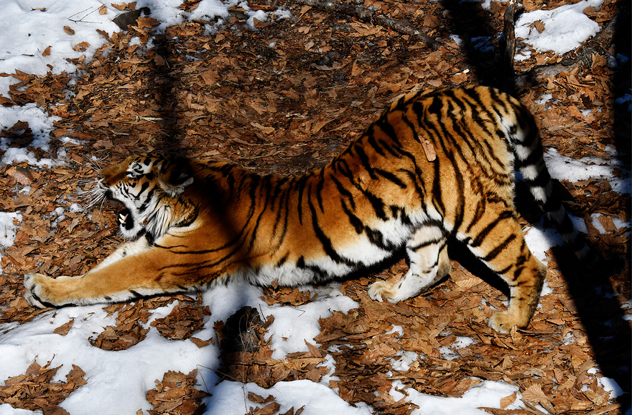 Mlado tigrico Ussuri, ki je prišla na svet 3. junija 2014 v moskovskem živalskem vrtu, so pripeljali v primorski park 17. oktobra 2015 kot »nevesto« za tigra Amirja. 18. septembra se je skotil mali tiger Šerhan./ Jutranja gimnastika. Amurska tigrica Ussuri v Primorskem Safari-parku. Jurij Smitjuk/TASS