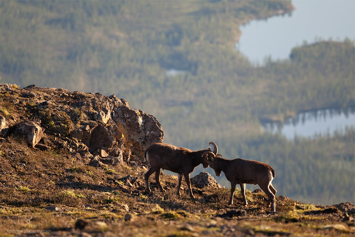 Ancient lava fields. Bighorn Sheep. Unparalleled beauty.  Mosquito tea. What’s not to like?