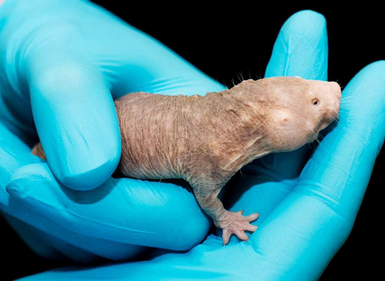 Pelo fato de não precisarem se adaptar ao ambiente, ratos-toupeira praticamente pararam de evoluir