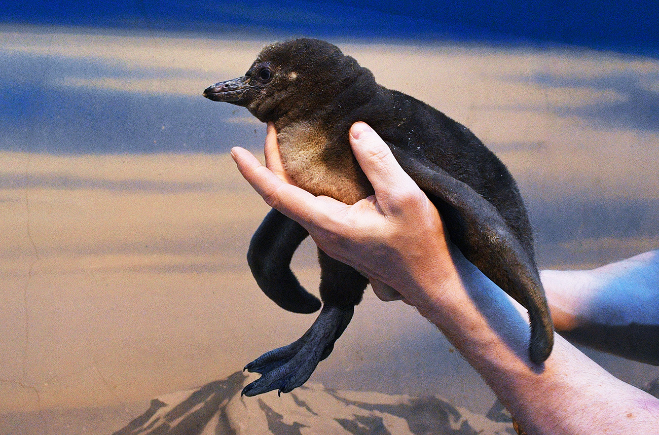 Kemudian ada satu bayi yang penampilannya akan berubah saat ia tumbuh besar. Ini adalah bayi penguin Humboldt. Rupa bayi penguin Humboldt sama sekali berbeda dengan rupa penguin dewasa. Corak bulu anak penguin dan penguin dewasa tidak sama. Penguin ini memiliki banyak kesamaan dengan manusia dalam kehidupan keluarga mereka. Mereka memiliki pasangan seumur hidup dan bersarang di tempat yang sama. Setiap induk mengenali bayinya dari suara mereka (memang tidak terlalu cantik, lebih seperi ringkikan keledai).