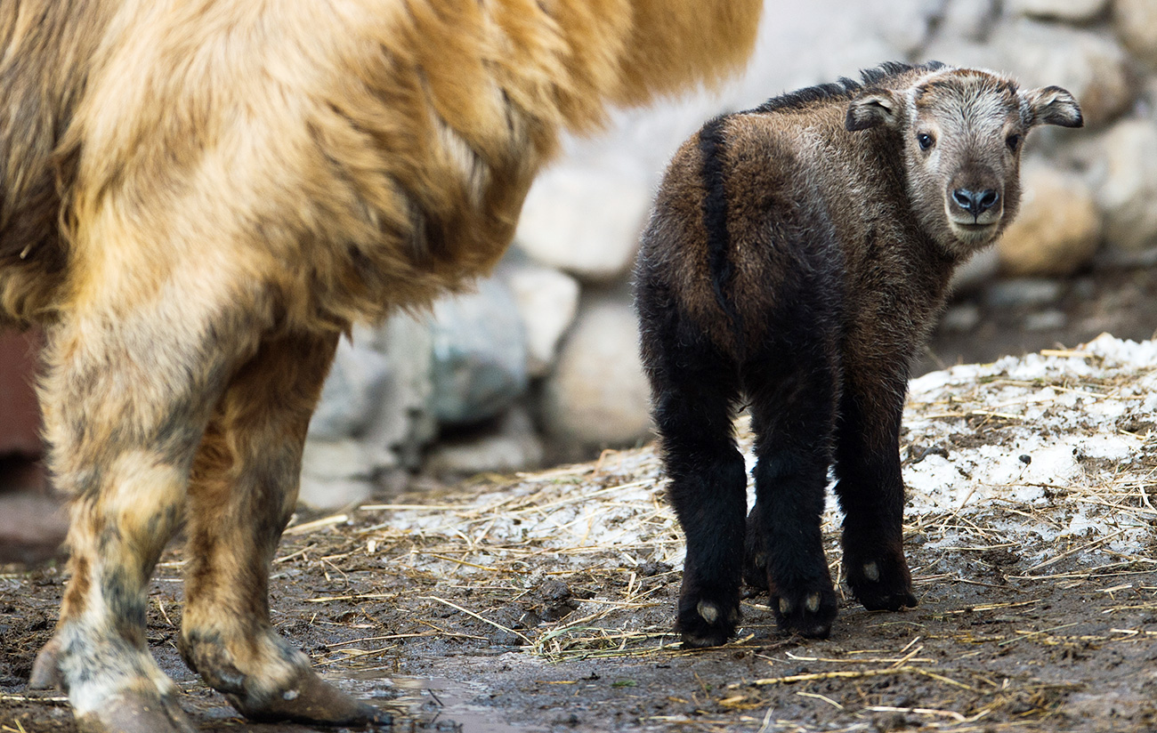 Masih belum diketahui apakah bayi takin Sichuan ini seekor pejantan atau betina. Namun, kelahirannya sangat penting. Takin Sichuan masuk dalam Daftar Merah Uni Internasional untuk Konservasi Alam (IUCN) — dapat bertemu mereka di kebun binatang adalah suatu kesempatan langka. Anehnya, secara genetis takin berkerabat dengan domba gunung, meski lebih mirip banteng. Mereka adalah salah satu ungulata (kelompok mamalia yang menggunakan ujung kuku mereka untuk menahan berat badannya sewaktu bergerak) yang paling misterius, dan si kecil ini bisa membantu para ilmuwan untuk mempelajari keseluruhan kawanan spesies ini lebih dalam.