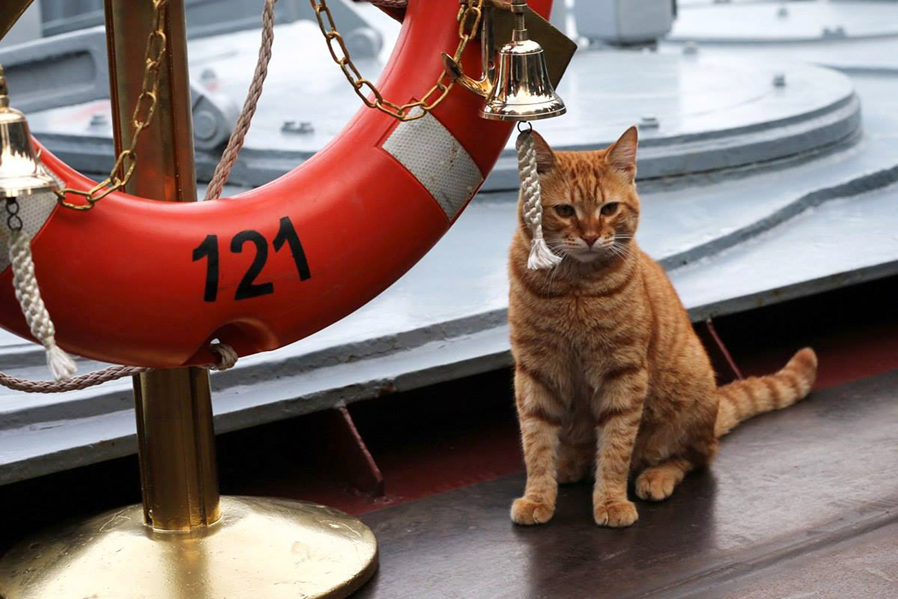 На корабле несколько кошек несколько матросов. Кот на корабле. Корабельный кот.