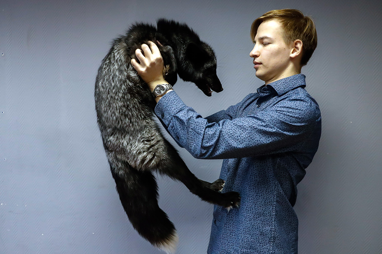 Evguêni Mikhin e sua raposa prateada, Eblis, que foi comprada de um instituto ligado à Academia Russa de Ciências