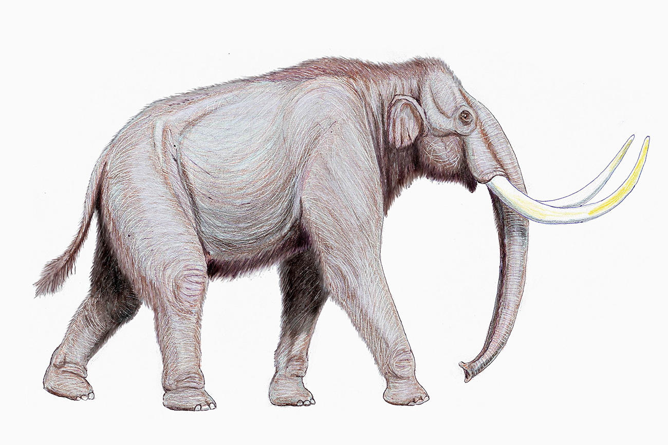 L’animal a environ 400 000 ans, et est unique en son genre.