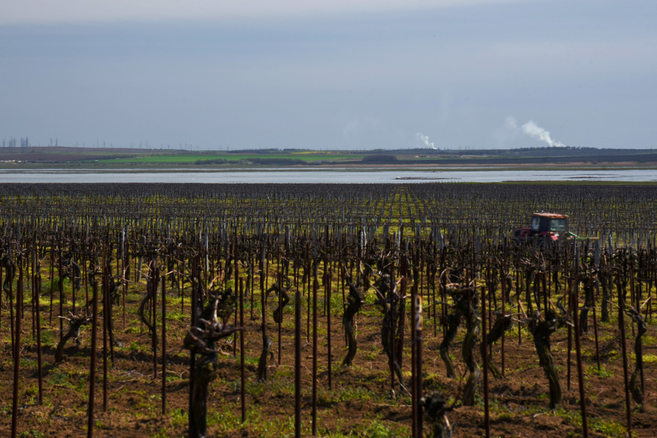 Fanagoria is one of the largest wineries in Russia. It is located on the Taman Peninsula between the Black and Azov seas in Russia’s Krasnodar Territory. Its vineyards are spread over more than 2,800 hectares, producing more than 2 million dal (20 million liters) of alcohol products annually.