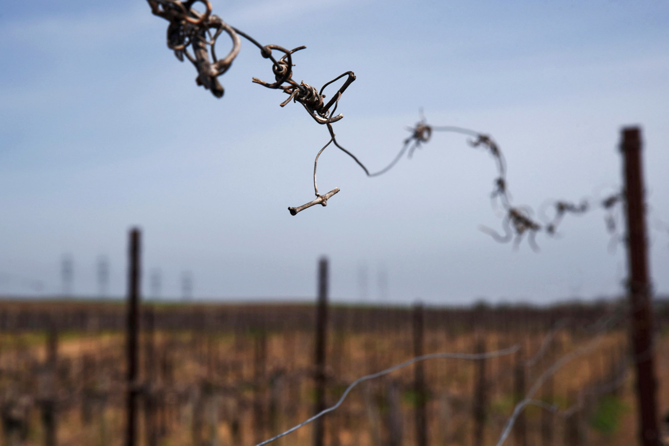 Le vignoble de Fanagoria doit son nom à la ville grecque antique de Phanagoria, qui vit le jour ici au VIe siècle avant JC et disparut au Moyen-Age suite à l’invasion des Rus.