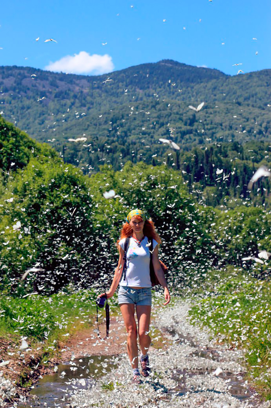   アルタイ国立大学のイリーナ・クドリャシェワ氏は、2015年と2016年の例年にない暑い夏がこの地域の蝶の個体数を急増させたと考える。このような急増の原因がなんであれ、数千匹の白い蝶が飛ぶ写真は、不思議の国のアリス風の夢のようだ。