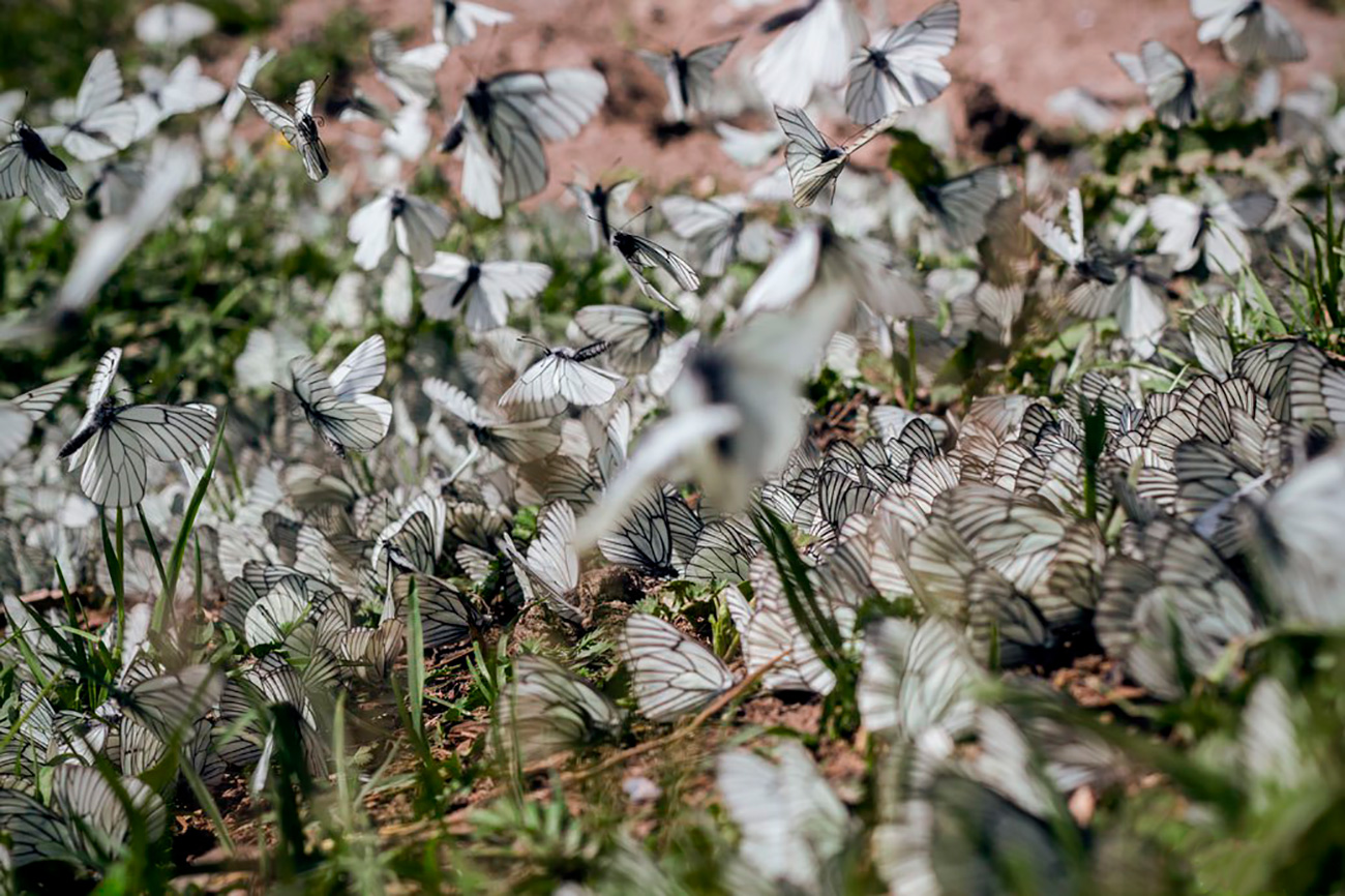 Thousand of butterflies have invaded several regions of Russian Siberia