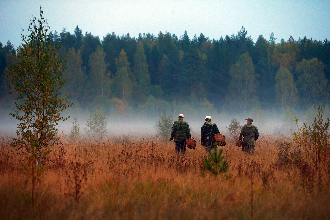 Each wild mushroom has a secret place in the deep of the forest.