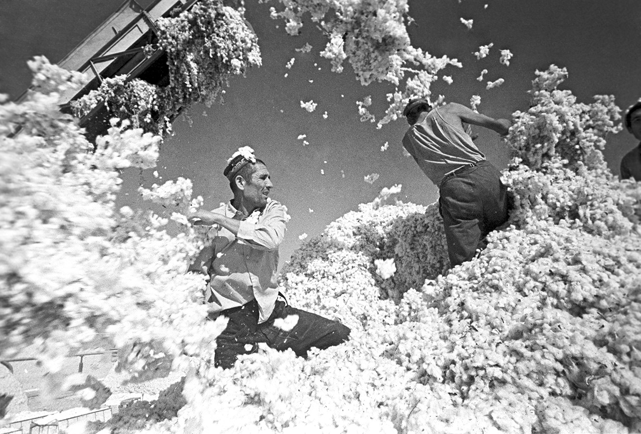 Harvesting cotton.Uzbekistan  10/01/1976
