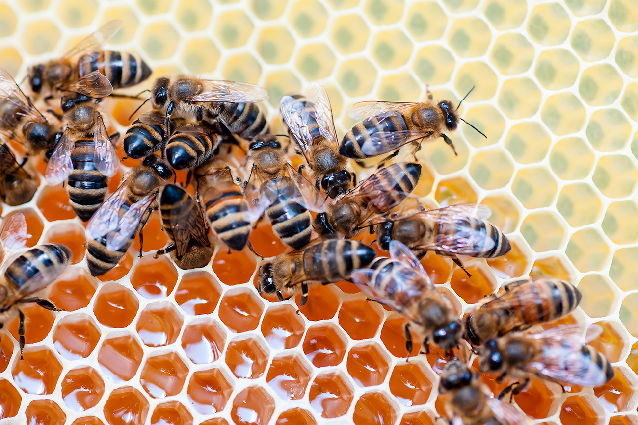 Пчели во кошница во Шиловскиот округ на Рјазањската област. 29.07.2016.