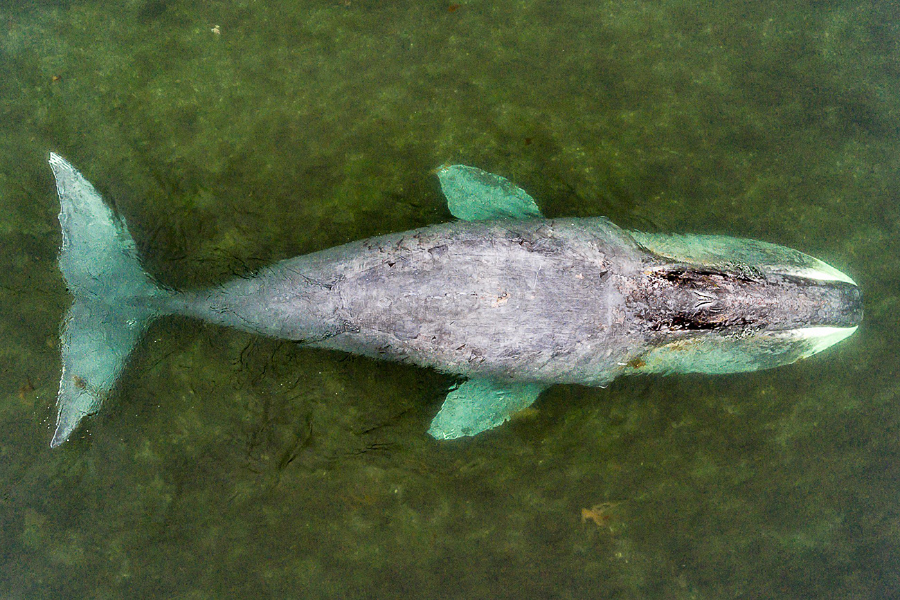 Гигантският гренландски южен кит, който се заклещи, след като се опита да премине през устието на река.