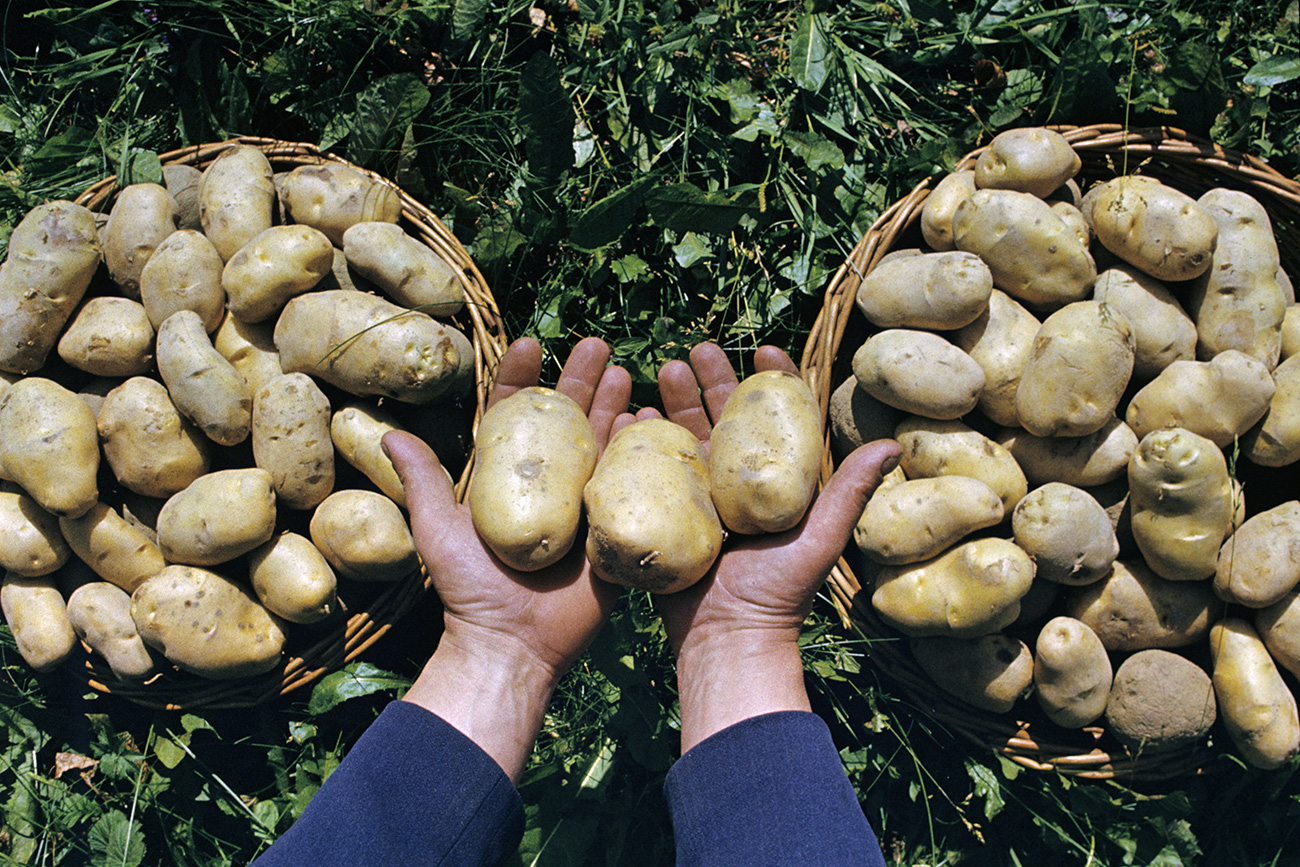 Em 1765, foi expedido um decreto ordenando o cultivo de batatas em jardins russos