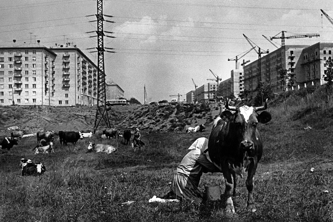 Znamenite hruščovke (betonske stanovanjske zgradbe), ki jih zdaj rušijo, so začeli graditi konec 50-ih let v vasi Čerjomuški v Moskovski regiji, ki se danes nahaja v predmestju Moskve. Fotografija iz leta 1954 prikazuje poslednje ostanke te vasi.
