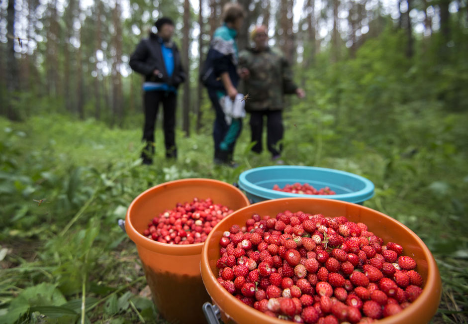 City residents pick wild strawberries in the Tarskoye Forestry, the Omsk region. 