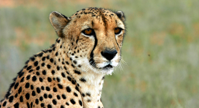 Scientists found that all cheetahs are genetically very close to each other.