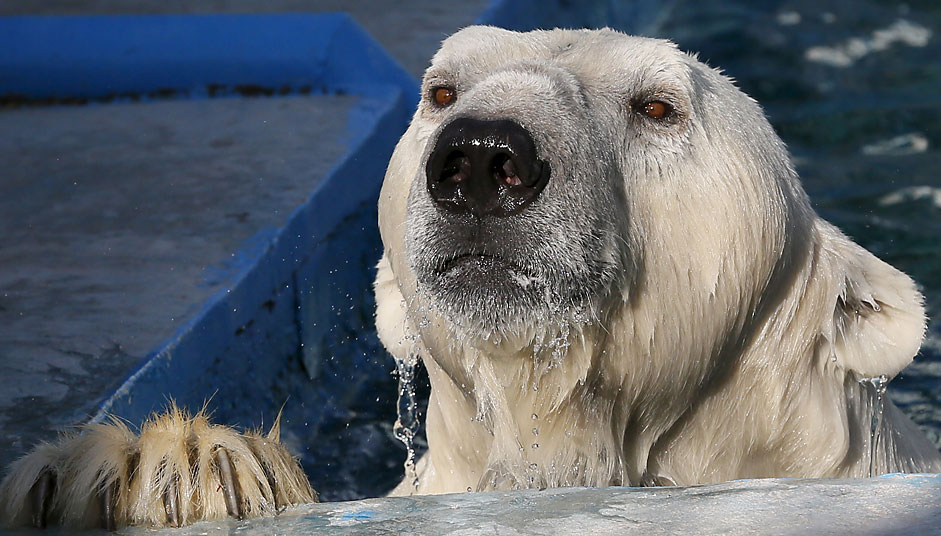 9-годишната полярна мечка Феликс гледа посетителите на зоопарка „Роев ручей” (Красноярск) от басейна.