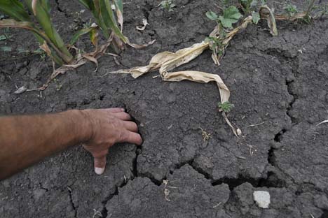 Além da seca, a safra foi atingida também por chuvas fortes e granizo, cujas precipitações atingiram o território de sete regiões. Foto: Andrêi Arkhipov / RIA Nóvosti