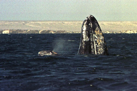 Baleias migram para mar de Okhotsk, no noroeste do Oceano Pacífico Foto: Reuters