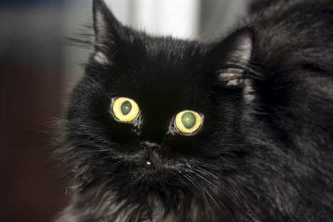 Segundo as autoridades locais, o gato preto não voltou ao hospital desde que foi liberado Foto: Ria Nóvosti