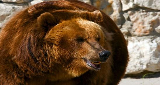 “Os ursos são tão temperamentais quanto as mulheres bonitas”, diz o ditado no Extremo Oriente russo Foto: Lori/Legion Media