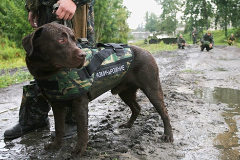 Aos cães, cabe uma parcela significativa das minas e de outros objetos potencialmente explosivos descobertos pelos militares Foto: ITAR-TASS