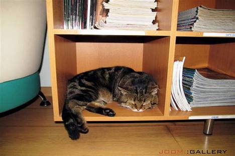 Dormir está entre as funções do gato-bibliotecário Foto: Rocket News 24