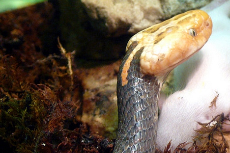 Víbora-da-Birmânia, uma espécie de serpente rara Foto: wikipedia.org