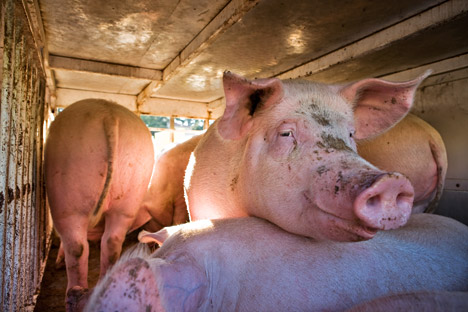 O embargo à carne de porco europeia favorece os produtores domésticos, que estão enfrentando muitos problemas Foto: AFP / East News