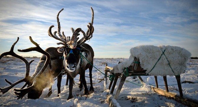 Os pastores não conseguem imaginar a sua vida fora da tundra e se orgulham de viver ali Foto: RIA Nóvosti