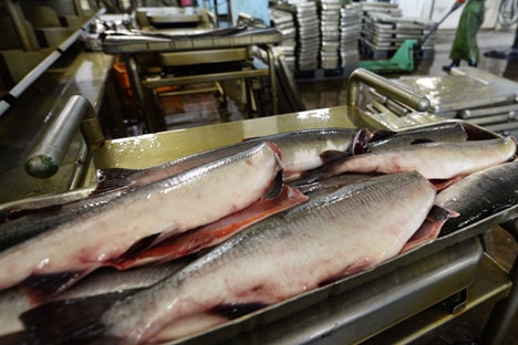 Selo de qualidade deve transformar o salmão russo em uma nova marca Foto: ITAR-TASS