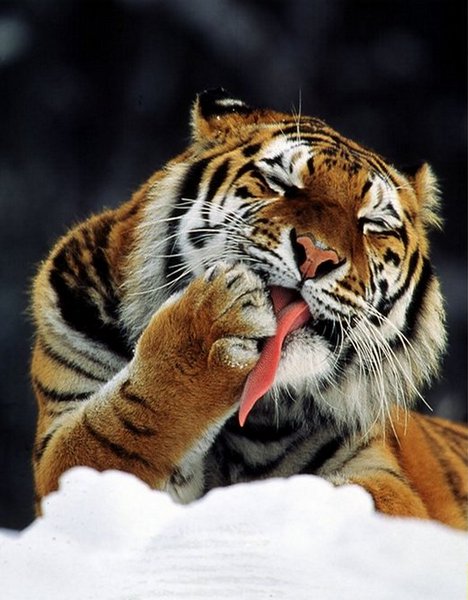 Último censo constatou existência de 450 tigres siberianos em território russo Foto:TASS