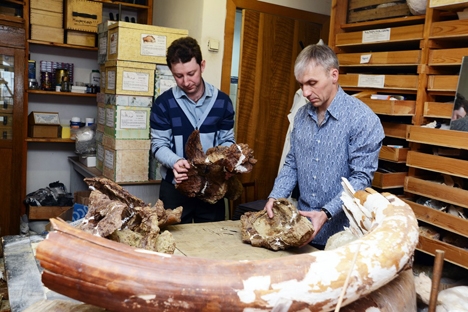 Os ossos pertencem a um titanossaurídeo adulto Foto: Press Photo