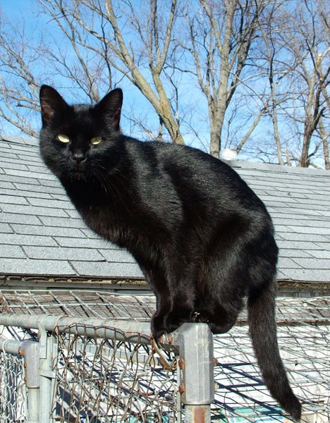 Assim como no Brasil, cruzar com um gato preto na Rússia pode ser um mau sinal Foto: wikipedia.org