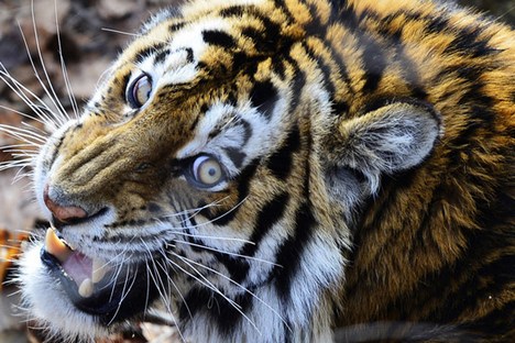 Em 90% dos casos, os ataques de tigres acontecem por culpa das pessoas Foto: TASS