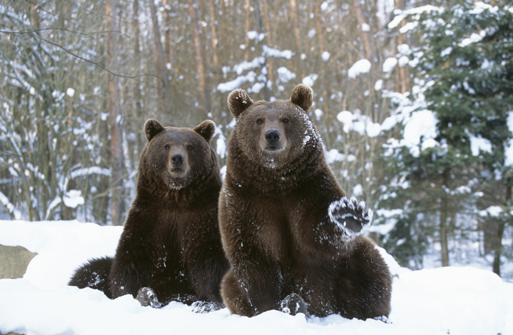 Símbolo da Sibéria, urso é mais um rótulo turístico que sobreviveu ao tempo