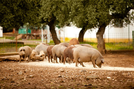 Für russische Schweinefleisch-Erzeuger werden nach dem WTO-Beitritt Russlands schwere Zeiten kommen. Foto: : Legion Media