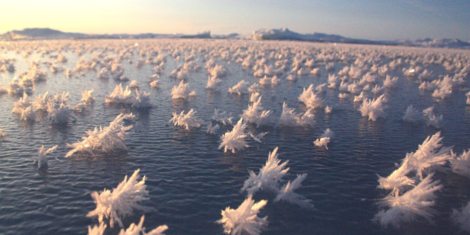 Jede Eisblume bildet ein Lebensraum für etwa eine Million Bakterien. Foto: Matthias Wietz