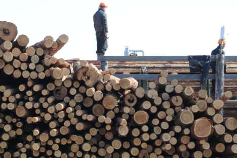 Além do trigo, a madeira é outra matéria-prima abundante na Rússia e os avanços científicos nessa área poderiam resultar em divisas futuras para a economia do país Foto: ITAR-TASS