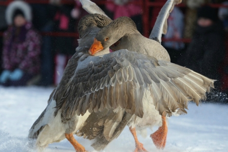 Goose fighting competitions have paved its way to Russia's countriside. Source: RIA Novosti, ITAR-TASS