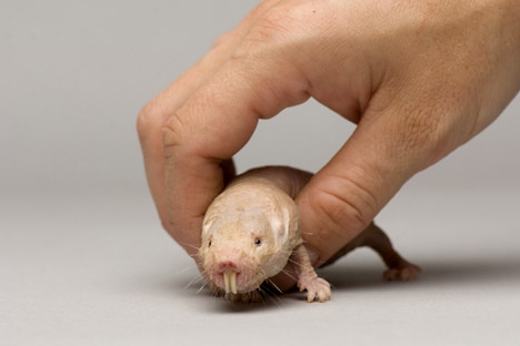 Some Russian scientists believe that the mole vole, like the naked mole rat, cannot get cancer. Source: Getty Images