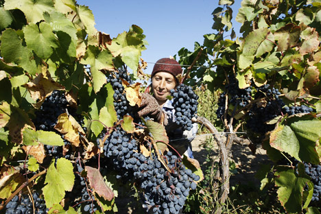 The vinery harvest in the Rostov Region. Source: ITAR-TASS