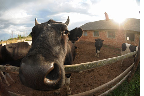 American cowboy created an ideal rancho in Russian province - Russia Beyond
