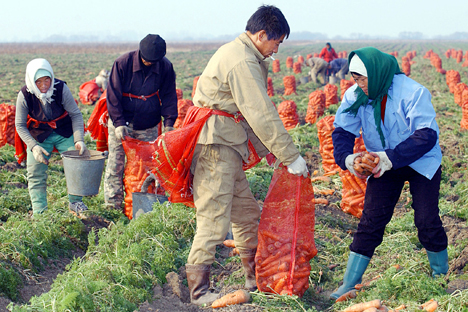 “Migration processes are permanent, and we should not be afraid of them," said Russian Prime Minister Dmitry Medvedev. Pictured: Chinese migrants taking the harvest in Russia's Far East. Source: ITAR-TASS 