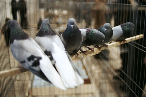 Doves were a symbol of Moscow in the mid-20th century, as promoted by the Sixth World Festival of Youth and Students in 1957. Source: RIA Novosti / Valery Shustov