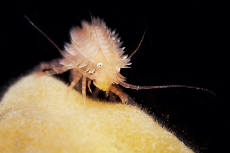 A marine biologist, photographer and head of the White Sea Biological Station deep-sea diving team Alexander Semyonov, 25, is sharing his stunning photographs of arctic sea creatures with the global online community. Source: Alexander Semyonov