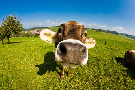 Estabelecimentos de produção de carne bovina estão localizados nos Estados de Goiás, Rondônia e Mato Grosso Foto: Shutterstock