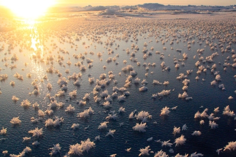 The "ocean flowers,” that grow on thin, newly formed ice in the Arctic Region, puzzle scientists. Source: Matthias Wietz