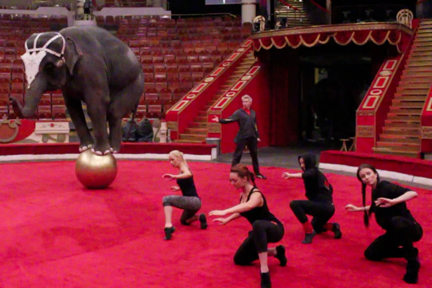 Backstage of the Russian circus: one trainer and “four tons of kindness ...